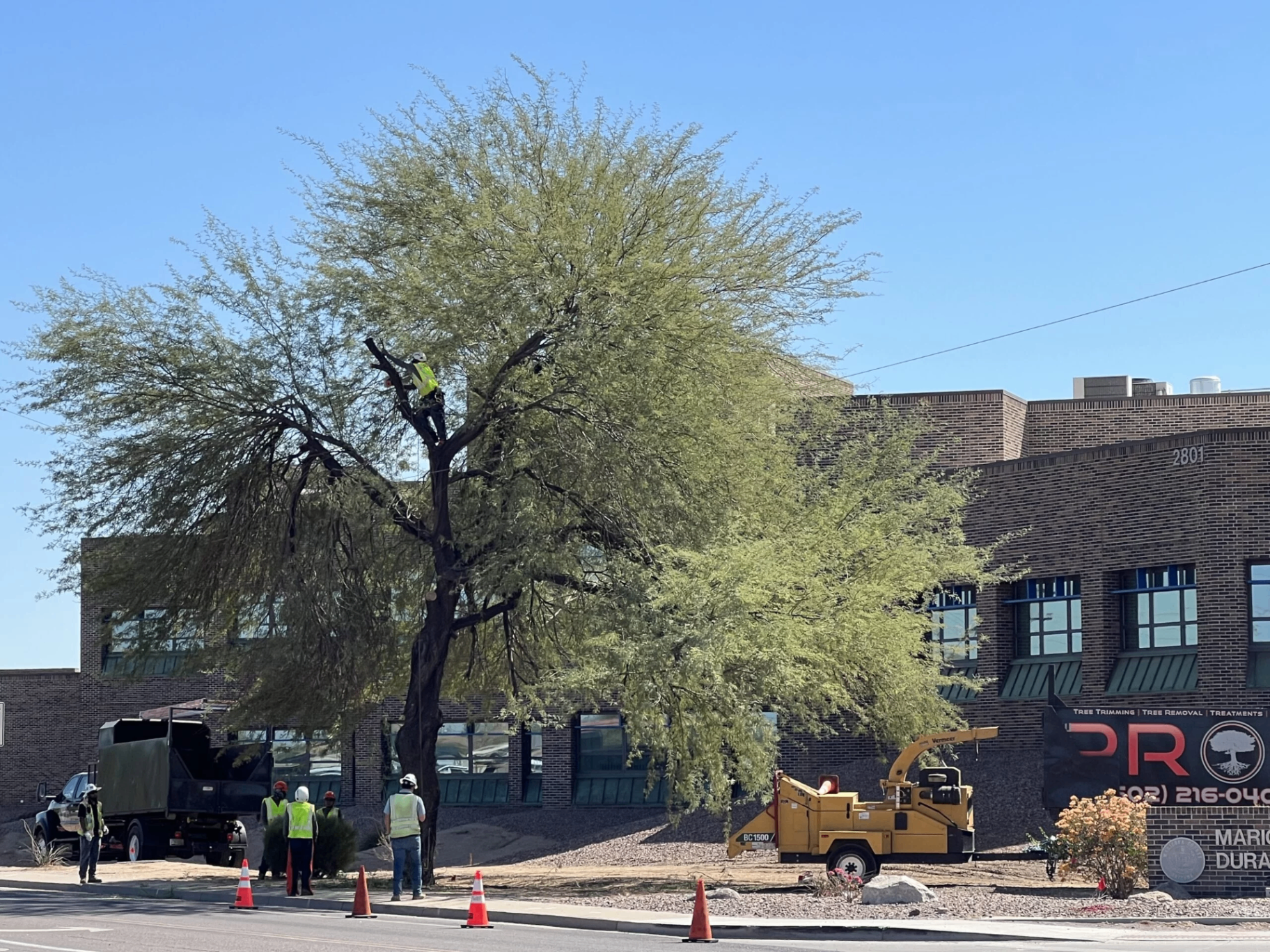 Arizona tree trimming crew at work